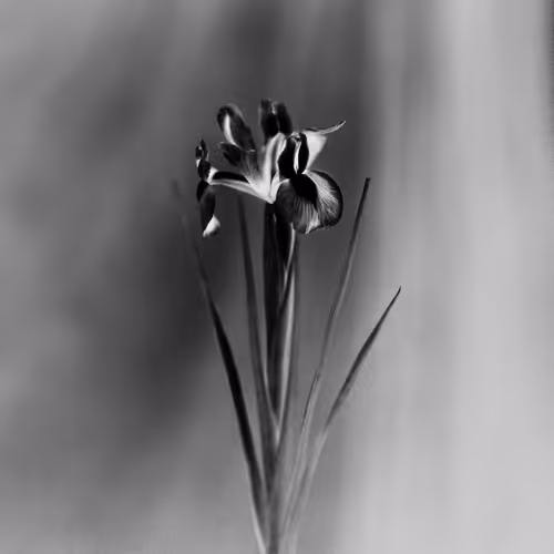 Anthos #55 - Iris