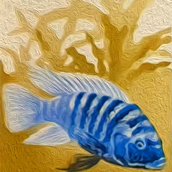 Pseudotropheus Zebra