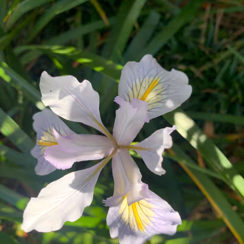 Item #81393590591900820048764161252744971355919767669927954307435201798090375823361 Media