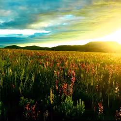 Cotopaxi Wildflowers #2