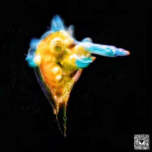 Item #111777919528963143220040478423315994690724677359972579189748116044758369959937 Media