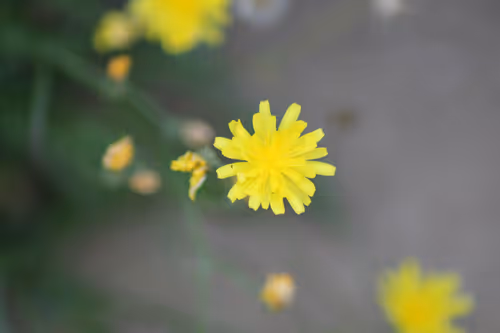 Item #51124555051901614330264480006545612592022390906904121289505624541518003961857 Media