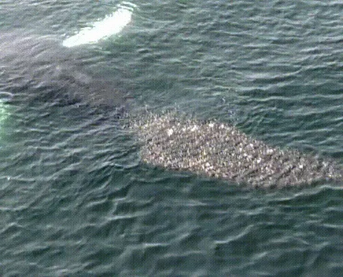 Millionair Whale