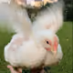 64566790997822588374613674191373882066983202113229029207424895608651224449025