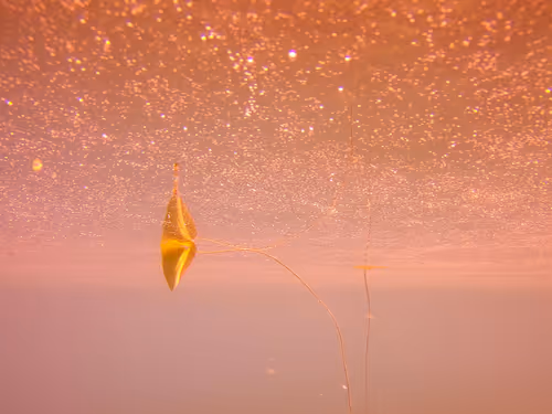 Item #115430421716330114127925714386191036467996783471008022249532804577038606270465 Media