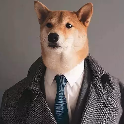 suit dog