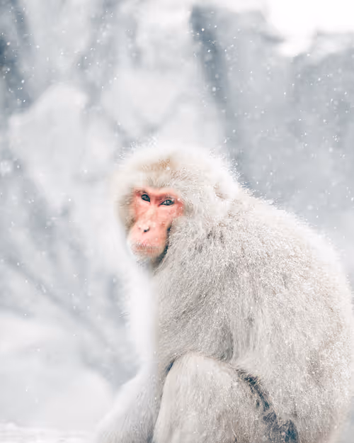 Item #1681200608944986882710212351087985927498901891912841592381619111142902202369 Media