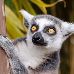 Lemurs 