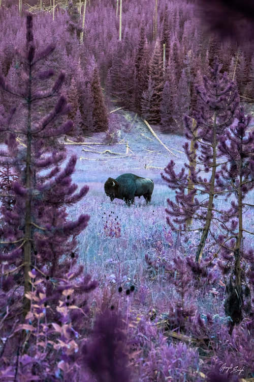 Item #62770830547104152708254418170425720867314851390025237510786564811471020097537 Media