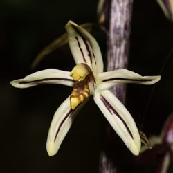 Yellow Ghost Orchid