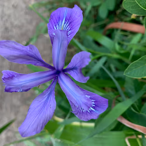 Item #81393590591900820048764161252744971355919767669927954307435201793692329312257 Media