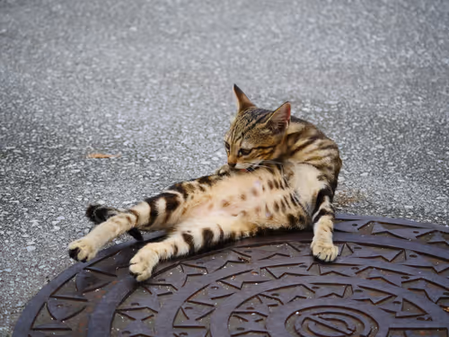 Item #55455677318123595031509472603724202920888355633279889545160944613860917116929 Media