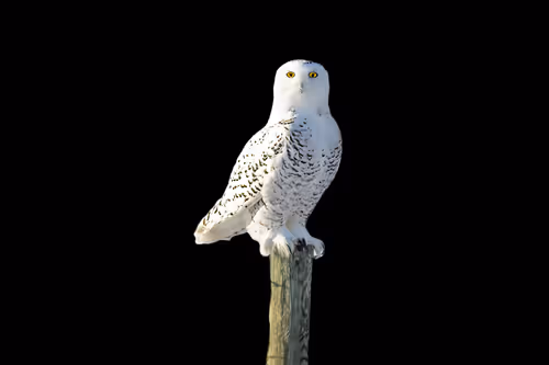 Item #51039207125922697729139160726251240762827402821056353130504327789921448230913 Media