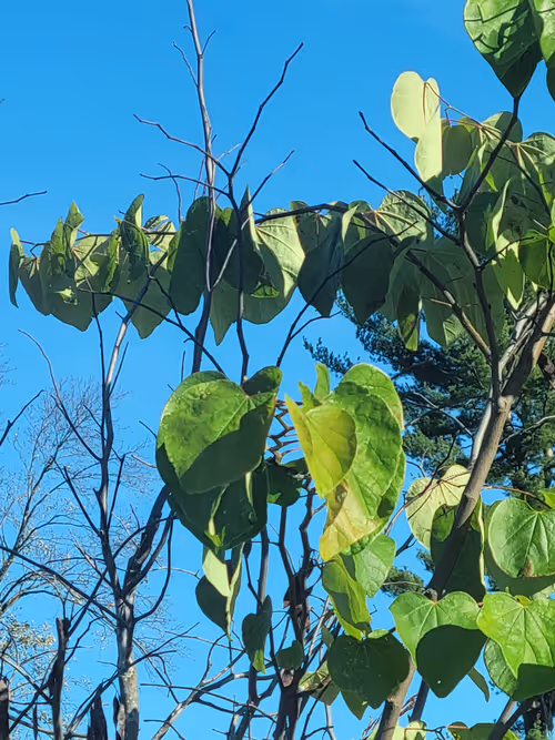 Item #61051240571971779841838649405693456424568018504308900476674196462954747002881 Media