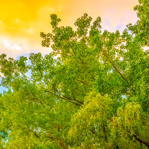 Item #35965218379738729691291467168286792303482134167127854404987491565794668576769 Media