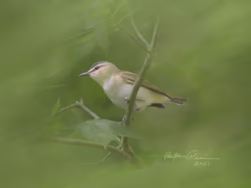 Item #87010381111465546446533837784739915015969227836849701116768191720514023063553 Media