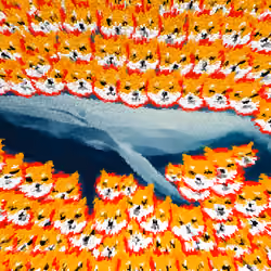 Shibwhale