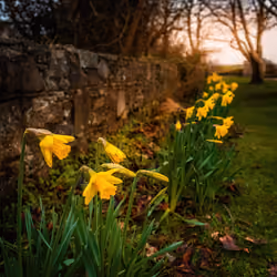 Spring Daffodils in Kilrush, County Clare, Ireland
