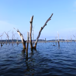 Amazon/Brazil - Diversity of Local Nature #013