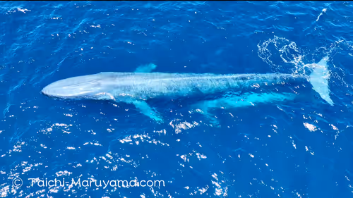 Item #61113597711829508019705348607354266595254896620371709928421355944008449261569 Media