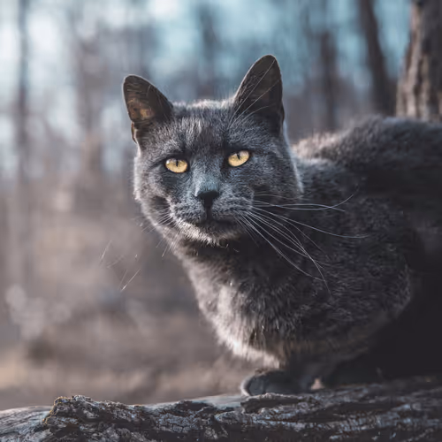 Lord of the Cats Collectors