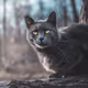 Lord of the Cats Collectors