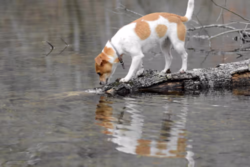 Item #97703427282030741984022634986911983897204836568735072395572896052421769297921 Media