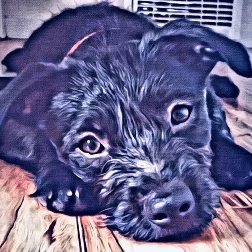 Ringo Dog OG