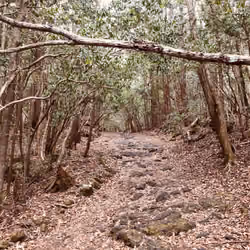 The Forest