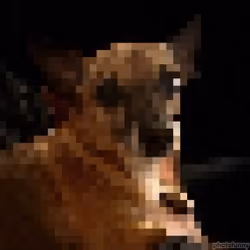 CryptoDog