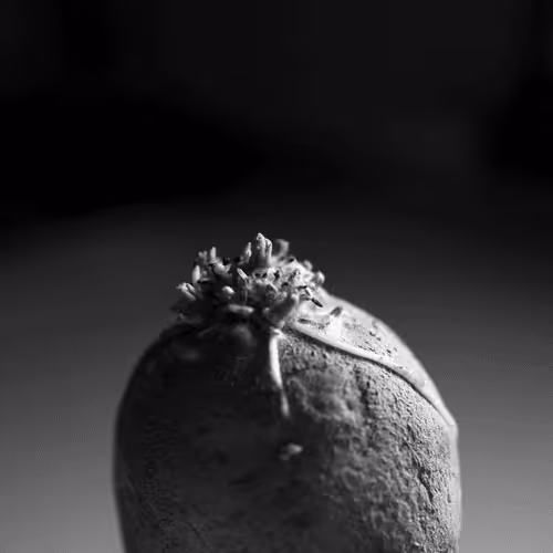 Item #106002847208740868609833758564864100377070191956822007780539652001250915909633 Media