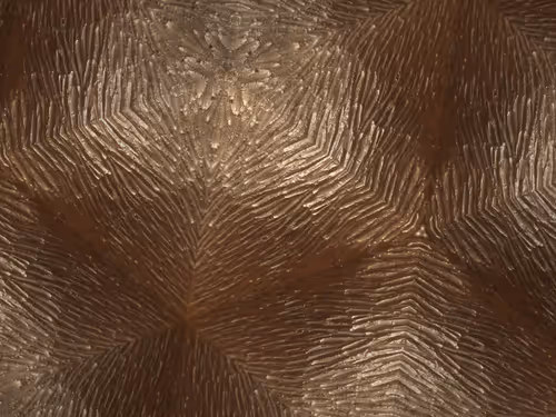 Item #69376820955182207634374405090115864776049539168882178084902512054839655006209 Media