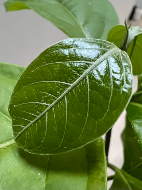 Item #1558415611179908157825303263242469701105958003249245582265085169597098754049 Media