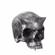 Interactive Skullz