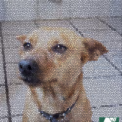 Up Close View of Mosaic