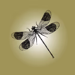 79067907305230177002014129353343413869651970885450883453575323021959292256257