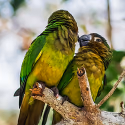 14 Brown-throated Parakeet (Eupsittula pertinax) – Love is in the Air