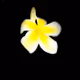 Acapulco Gold Plumeria 004