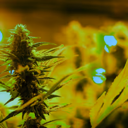 99336931045118591179229277563364267631006438606699611254274404952811381981185