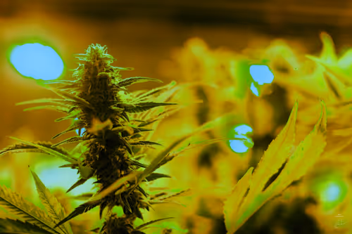 Item #99336931045118591179229277563364267631006438606699611254274404952811381981185 Media