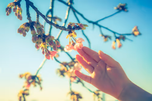 Item #87724672545568216492349628543176573267958151988335217142690977300426203856897 Media