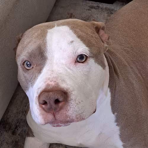 Untitled Collection #464196877