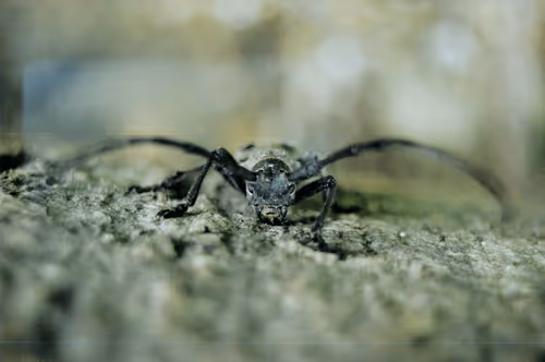 anon-photographer Collection