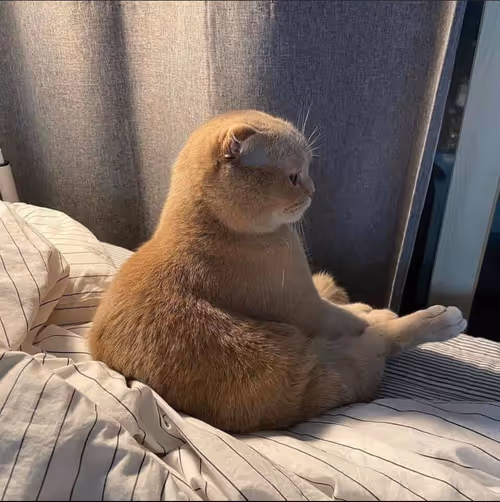 Item #506614017608188570824604822011872825915664813029036437365082825348224122881 Media