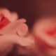 107338736840495903892700830333162816701828415005499690242546380959386320240641