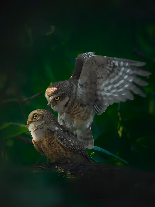 Item #25151610970599137938244212518636704189948551602899026125682203121170155307023 Media