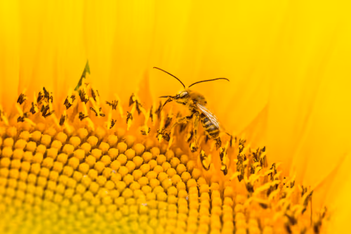 Honeybee Haven