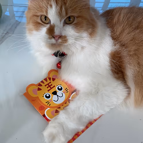 Cats Of Mine