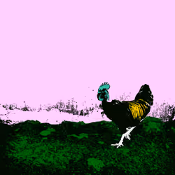 gallo dos