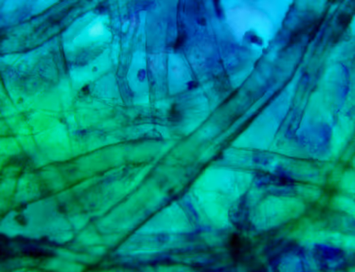 Item #71646257518770613568983710813551014237803002136866425209291834369341703323649 Media